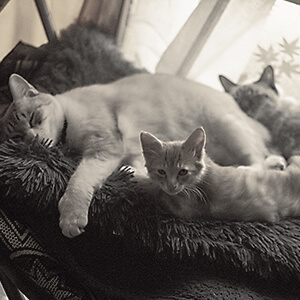 沐のしゃなちゃんとなたちゃんの写真